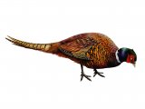 Common Pheasant (Phasianus colchicus) BD0384