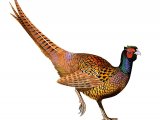 Common Pheasant (Phasianus colchicus) BD0289