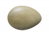 Pheasant egg (Phasianus colchicus) BD0226