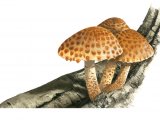 Pholiota adiposa FU007