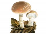 Pholiota lenta FU009