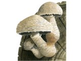 Pholiota populnea FU008