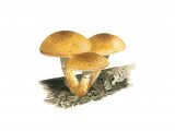 Pholiota tuberculosa FU005