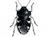 Pied Shield bug (Sehiru bicolor) IN001