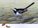 Pied Wagtail (Motacilla alba) BD0391