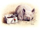 Pig (domestic) Sus scrofa domestica - Limited Edition Print M001