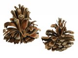 Pine Cones opened by Crossbill BD0118