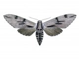 Pine Hawkmoth (Hyloicus pinastri) IN001