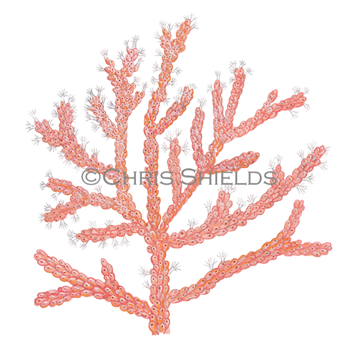 Pink Sea Fan (Eunicella verrucosa) OS0030