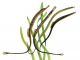 F144 - Pipefish