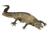 P021 - Placodus