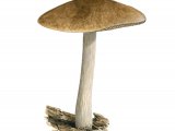 Pluteus cervinus (Deer Shield) FU001