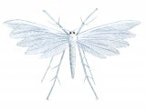 Plume Moth (White) Pterophorus pentadactyle IN001
