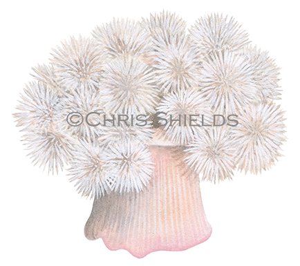 Plumose anemone (Metridium senile) OS0031