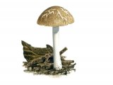 Pluteus diettrichii FU020