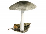 Pluteus ephebeus FU008