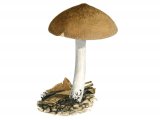 Pluteus nanus (Dwarf Shield) FU017