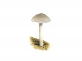 Pluteus salicinus (Willow Shield) FU003