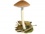 Pluteus satur FU018