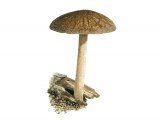 Pluteus umbrosus (Velvet Shield) FU005