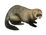 Polecat (Mustela putorius) M001