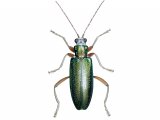 Pollen Beetle (Donacia clavipes) IN001
