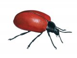 Poplar Beetle (Chrysomela populi) IN001