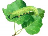 Poplar Hawk Moth Caterpillar (Laothoe populi) IN001
