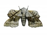 Poplar Hawk Moth (Laothoe populi) IN002