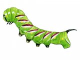 Privet Hawh Moth Caterpillar (Sphinx ligustri) IN001