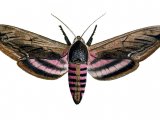 Privet Hawh Moth (Sphinx ligustri) IN002