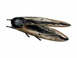 Privet Hawk Moth (Sphinx ligustri) IN005