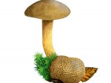 Pseudooboletus parasiticus (Parasitic Bolete) FU001