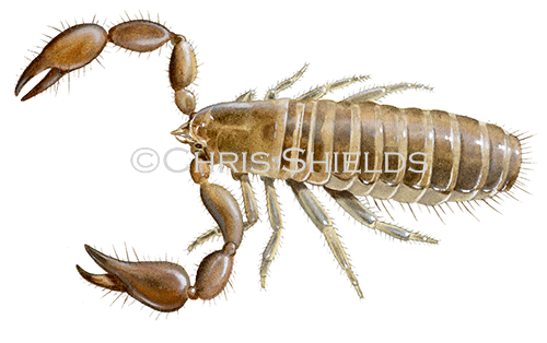 Pseudoscorpion (Pseudoscorpionida) TA009