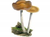 Psilocybe cyanescens (Blueleg Brownie) F002