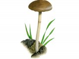 Psilocybe fimetaria F003