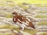 Ptarmigan (Lagopus muta) BD0394