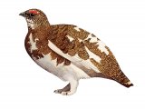 Ptarmigan (Lagopus muta) BD0393