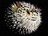 F147 - Puffer Fish