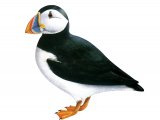 Puffin (Fratercula arctica) BD0397