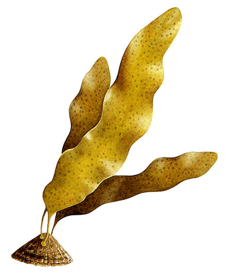 Punctaria latifolia BT0318