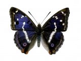 Purple Emperor (Apatura iris) IN001