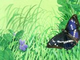 Purple Emperor (Apatura iris) IN002