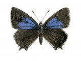 Purple Hairstreak (Quercusia quercus) IN001