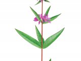 Purple Loosetrife (Lythrum salicaria) BT0271