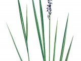 Purple moor grass (Molinia caerulea) BT0272