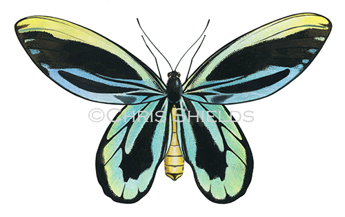 Queen Alexandra’s Birdwing male (Ornithoptera alexandrae) IL002