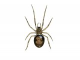 Rabbit Hutch Spider (Steatoda bipunctata) OS001