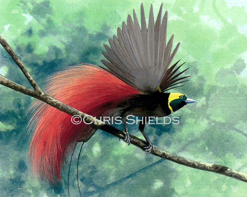 Raggiana Bird of Paradise (Paradisaea raggiana) BD005a