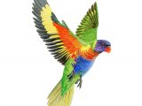 Rainbow lorikeet (Trichoglossus moluccanus) BD052